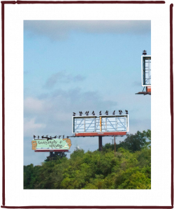 BioBag multimedia campaign